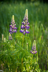 Similar image 687855