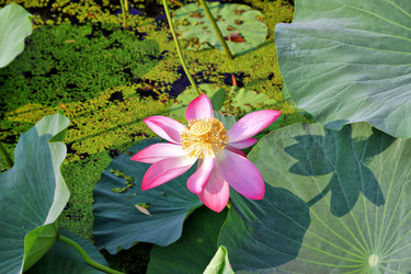 Similar image 688272