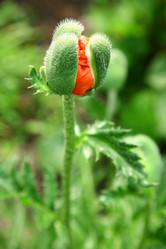 Similar image 689878