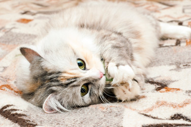 Similar image 689925