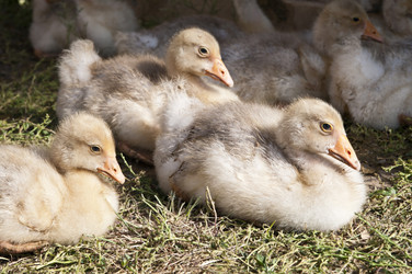 Similar image 691709