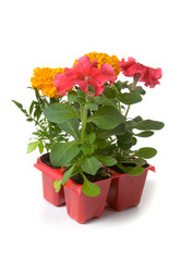 Similar image 694738