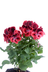 Similar image 695270