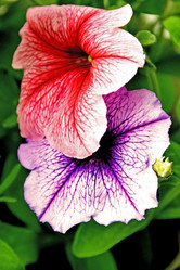 Similar image 695418