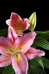 Similar image 695527