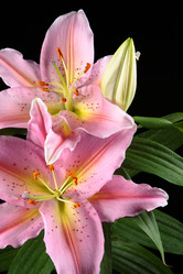 Similar image 695528