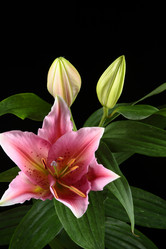 Similar image 695530