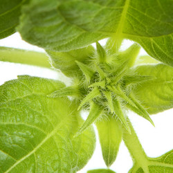 Similar image 695552