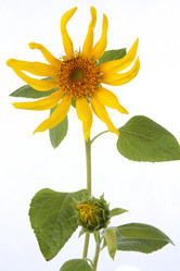 Similar image 695555