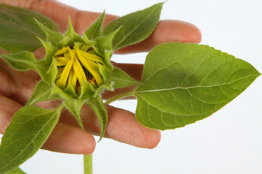 Similar image 695557