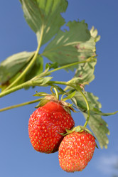 Similar image 696437