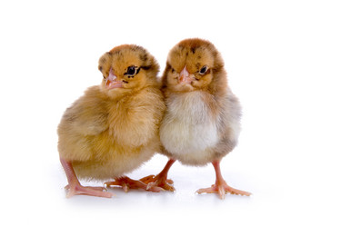 Similar image 697031