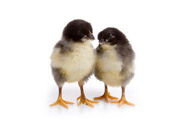 Similar image 697033