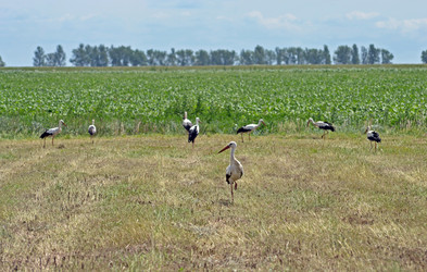 Similar image 698398