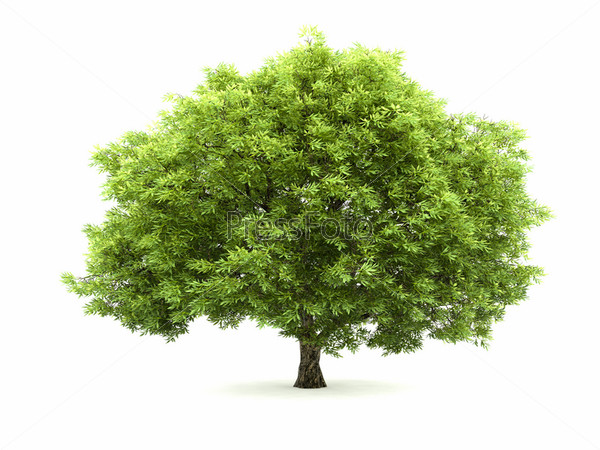 Зеленое дерево и трава на скалах | Бесплатно векторы