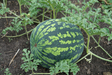 Similar image 701142