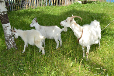 Similar image 701520