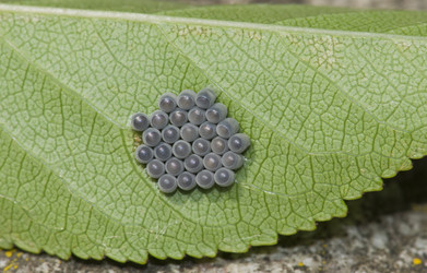 Similar image 702586