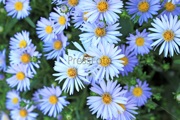 Фотография на тему Синие ромашки летом | PressFoto