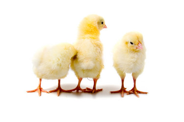 Similar image 703999