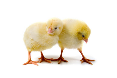 Similar image 704000