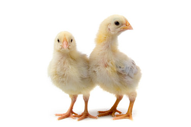 Similar image 704001