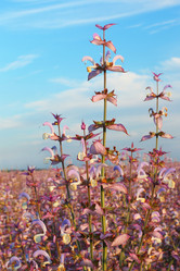 Similar image 704049