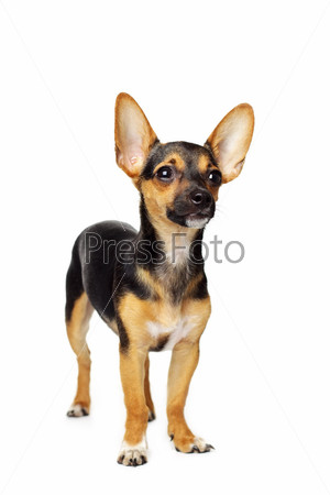 Немецкий пинчер: фото, описание породы, характер собаки | Royal Canin