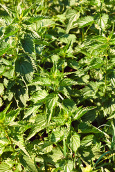 Similar image 705023