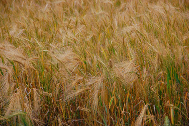 Similar image 705233