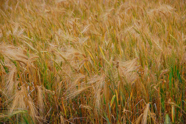 Similar image 705234