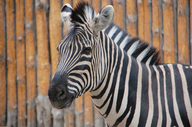 Similar image 705299