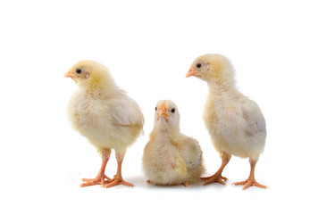 Similar image 705328