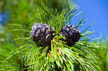 Similar image 705961