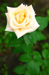 Similar image 705997