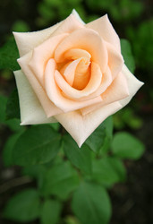 Similar image 705998