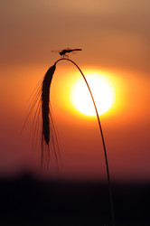 Similar image 706104