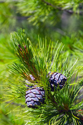 Similar image 706220