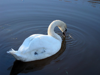 Similar image 706630