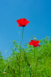 Similar image 708438