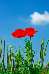 Similar image 708439