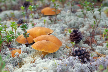 Similar image 709296