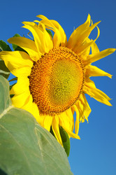 Similar image 709674