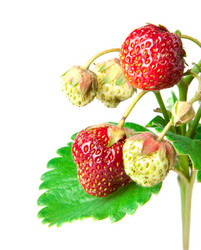 Similar image 709700