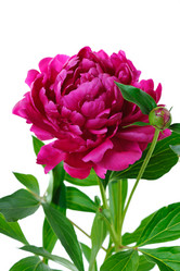 Similar image 709935