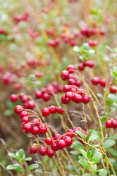 Similar image 710420