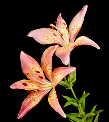 Similar image 710432