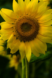 Similar image 711162