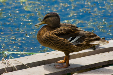 Similar image 711225