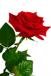 Similar image 711775